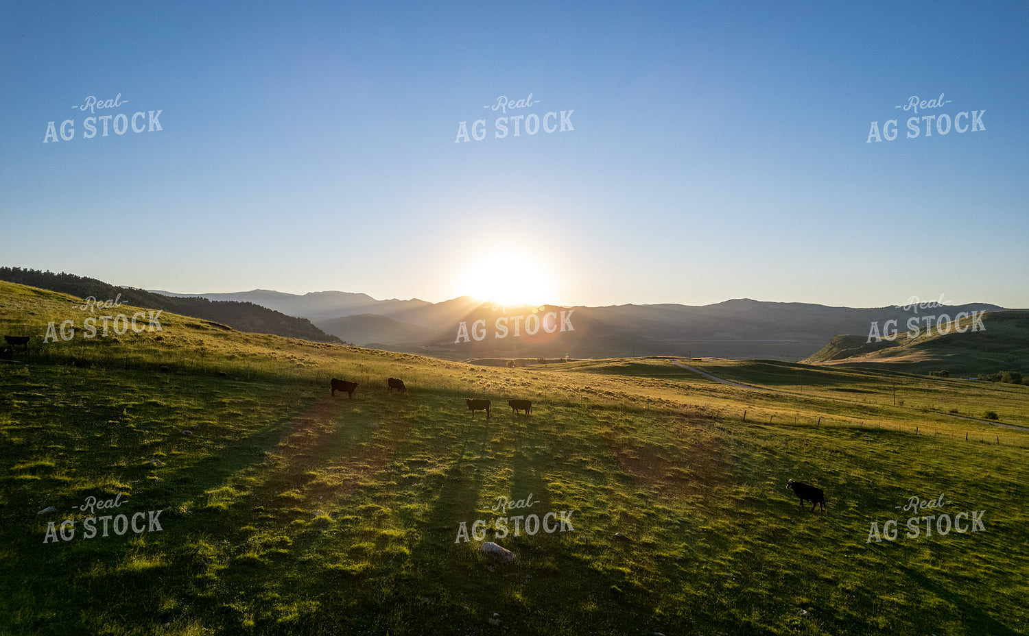 Cattle in Pasture 92000