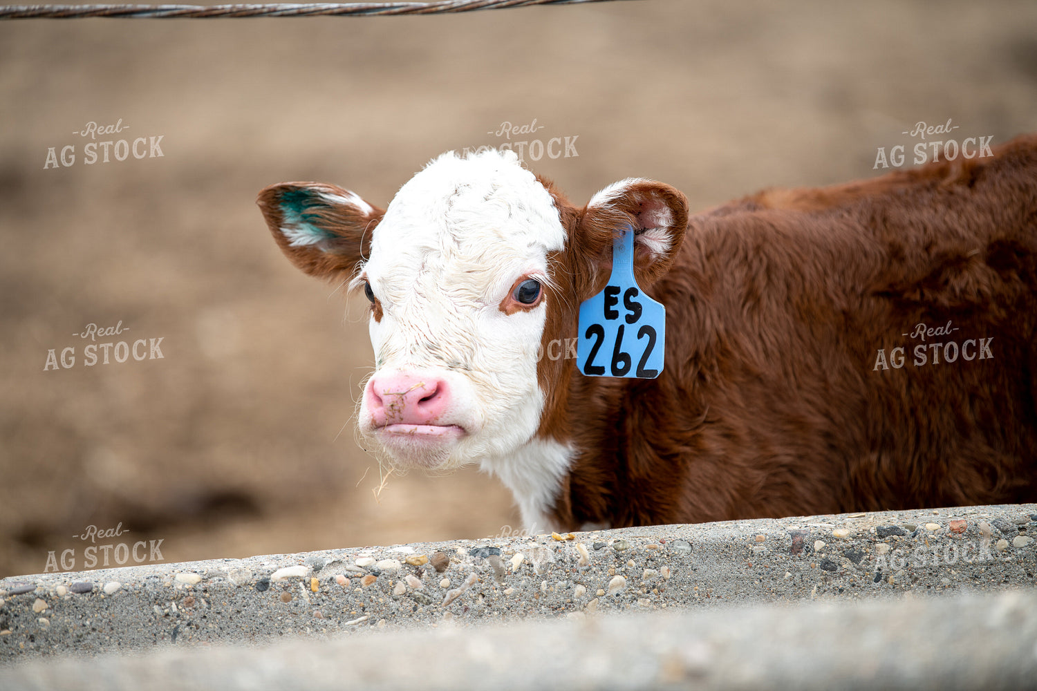 Hereford Calf 212023