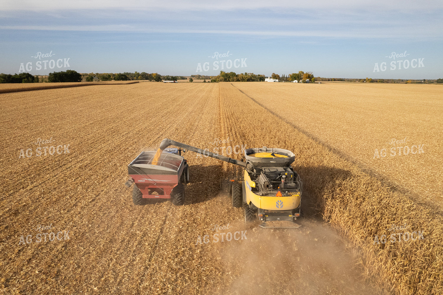 Corn Harvest 255007
