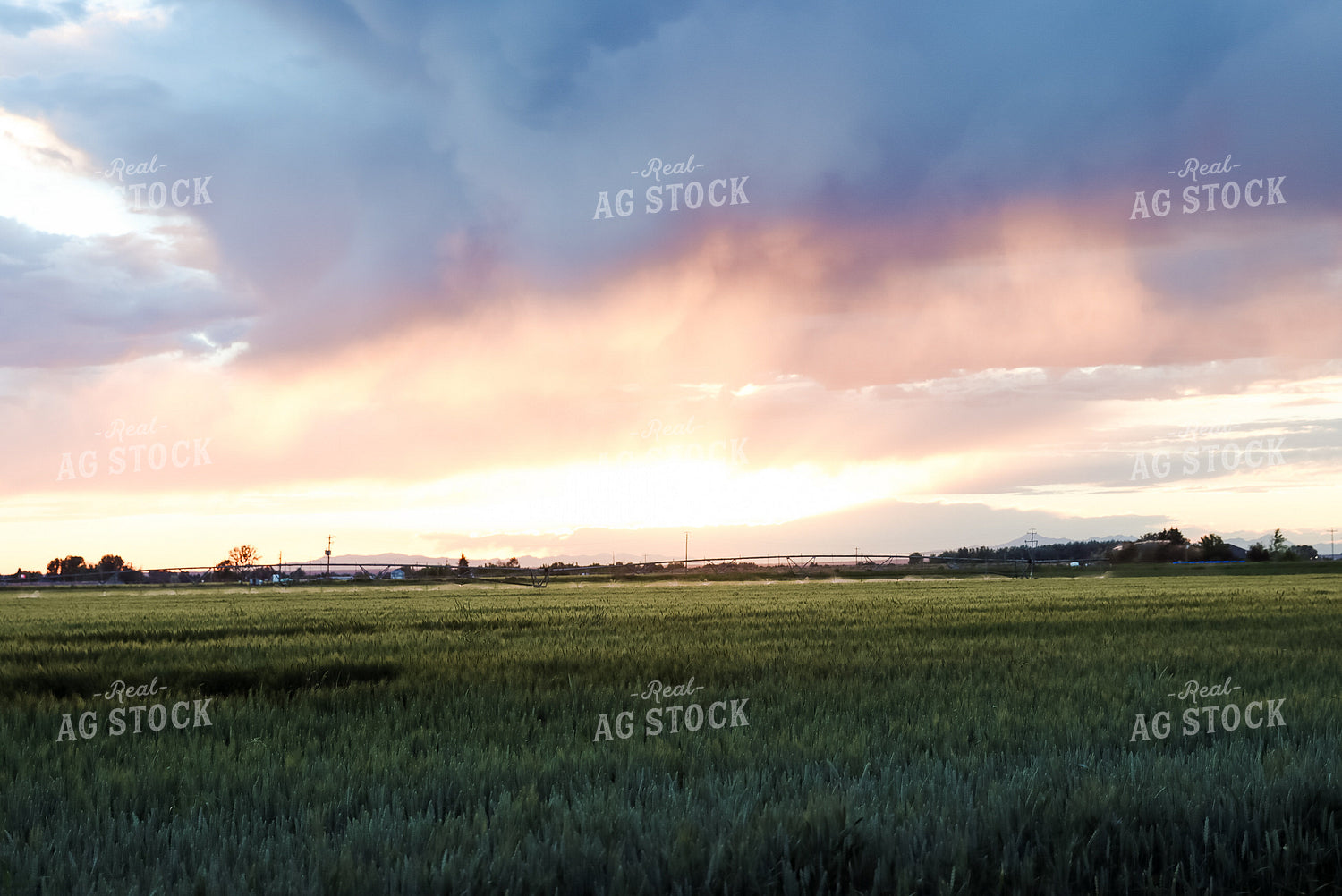 Irrigated Field 83051