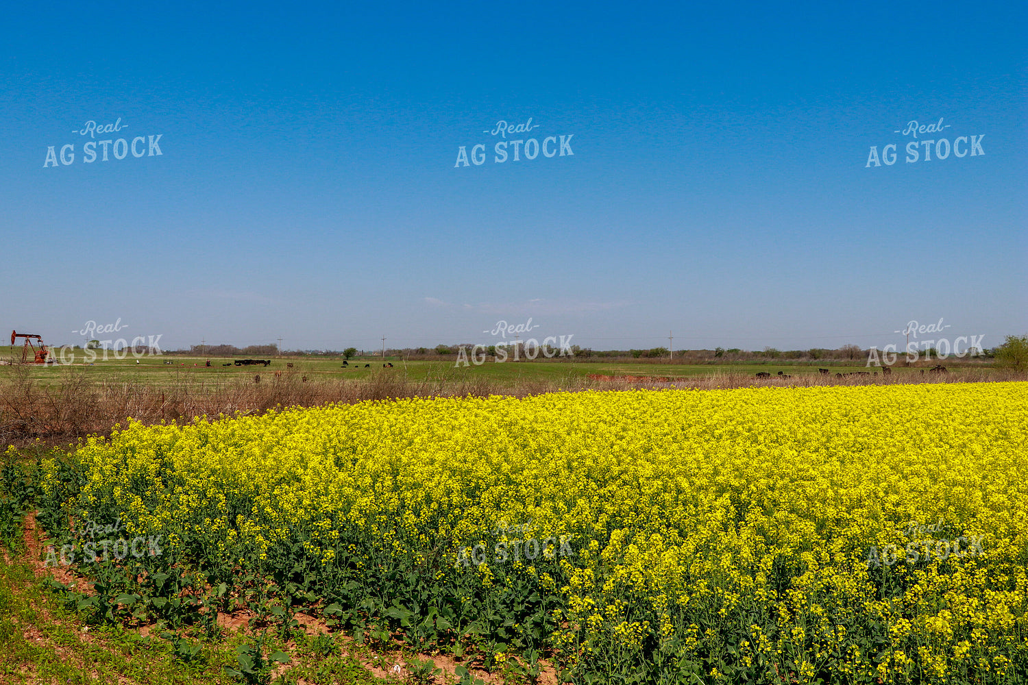 Flowering Canola Field and Cattle in Pasture 60001
