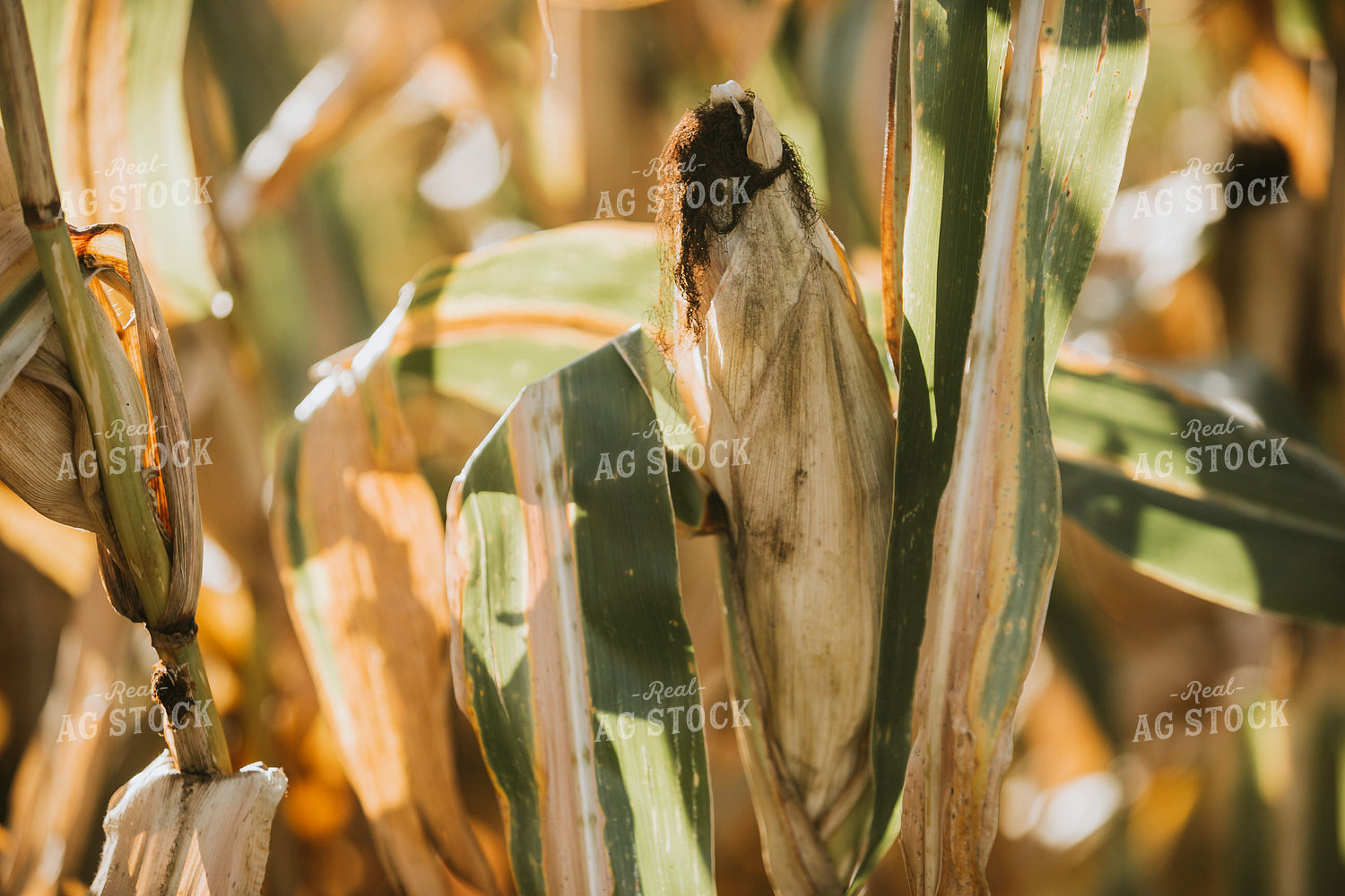 Dried Corn in Field 4732