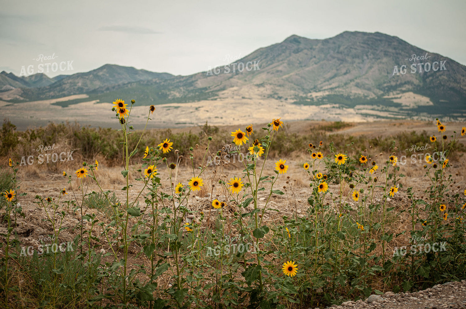 Southwestern Rural Landscape 59015