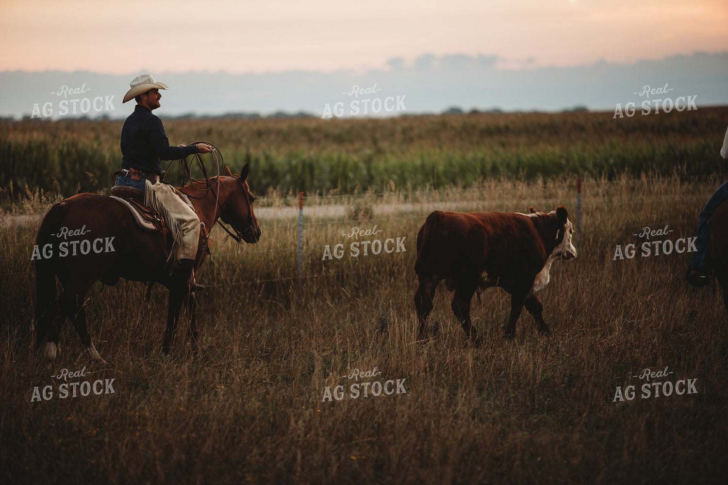 Rancher and Cattle in Pasture 6457
