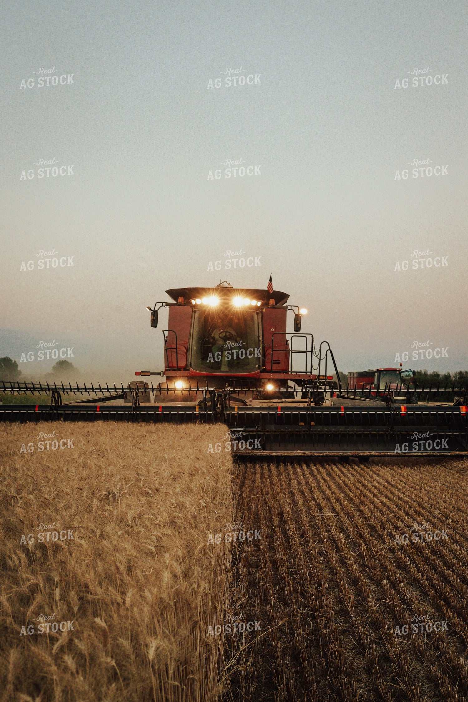 Wheat Harvest 83118