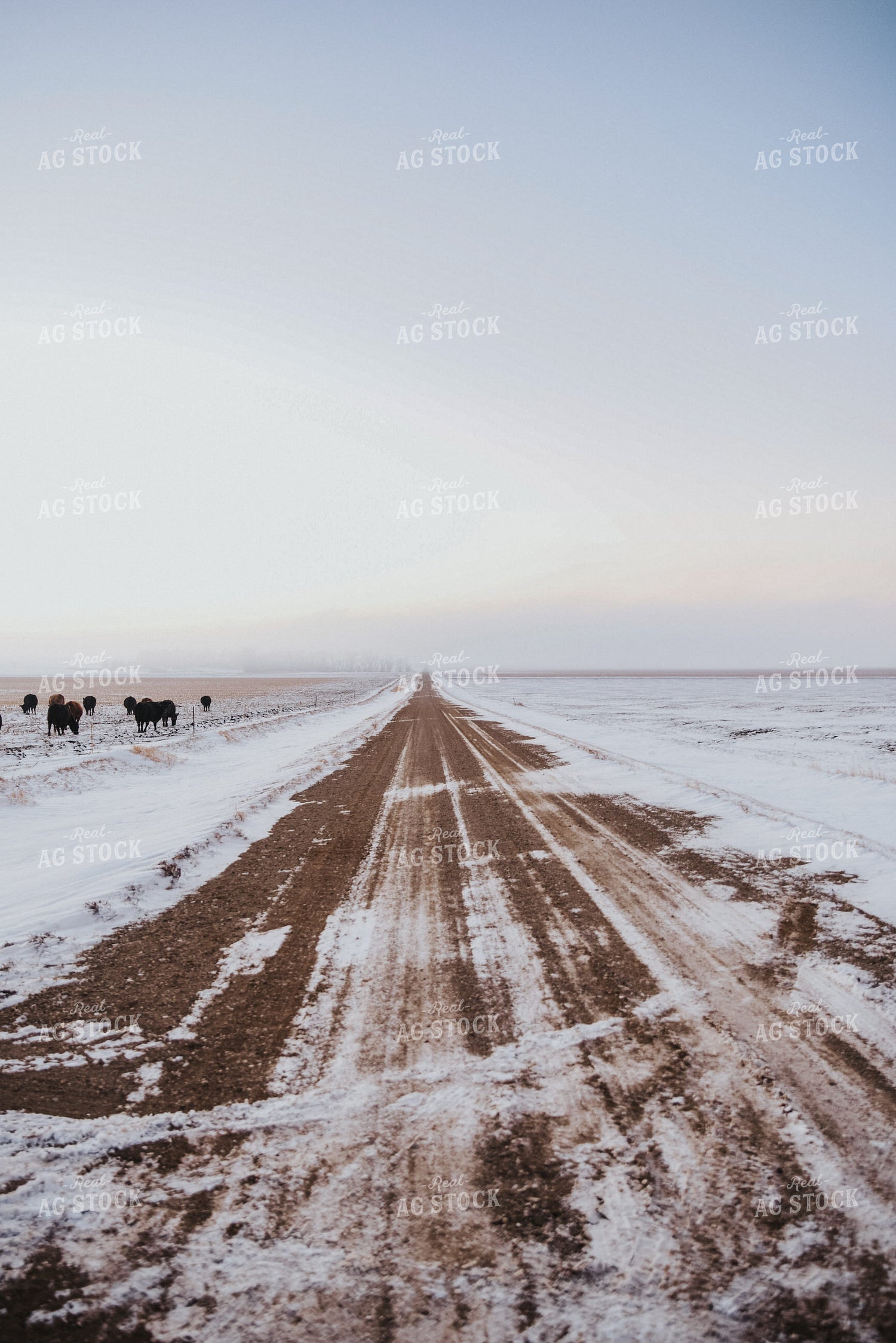 Cattle Grazing on Corn Stalks 68017