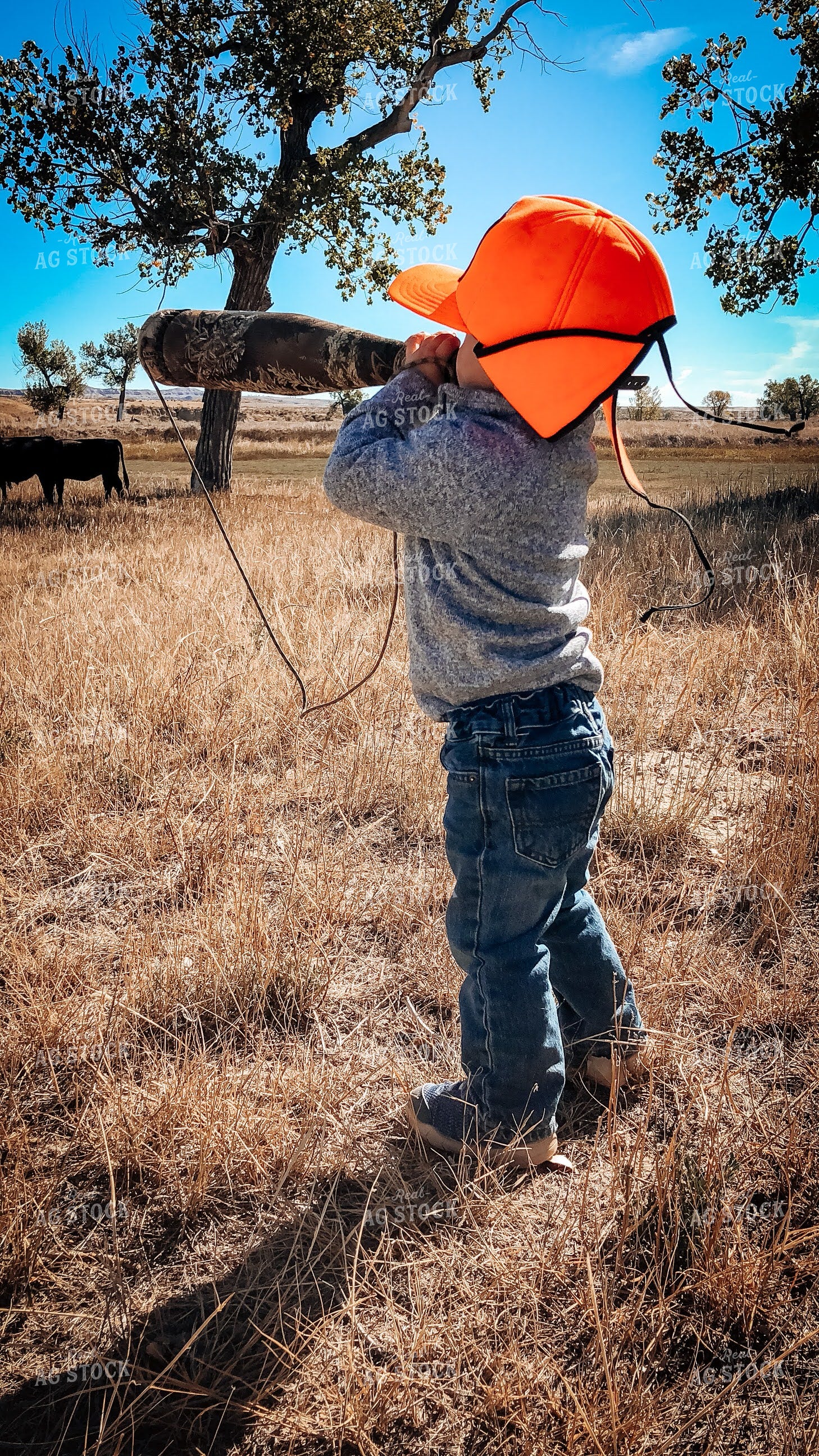 Ranch Kid in Pasture with Angus Cattle 63019