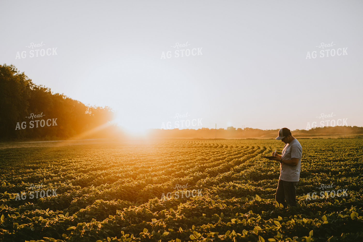 Farmer in Soybean Field with Tablet 6149