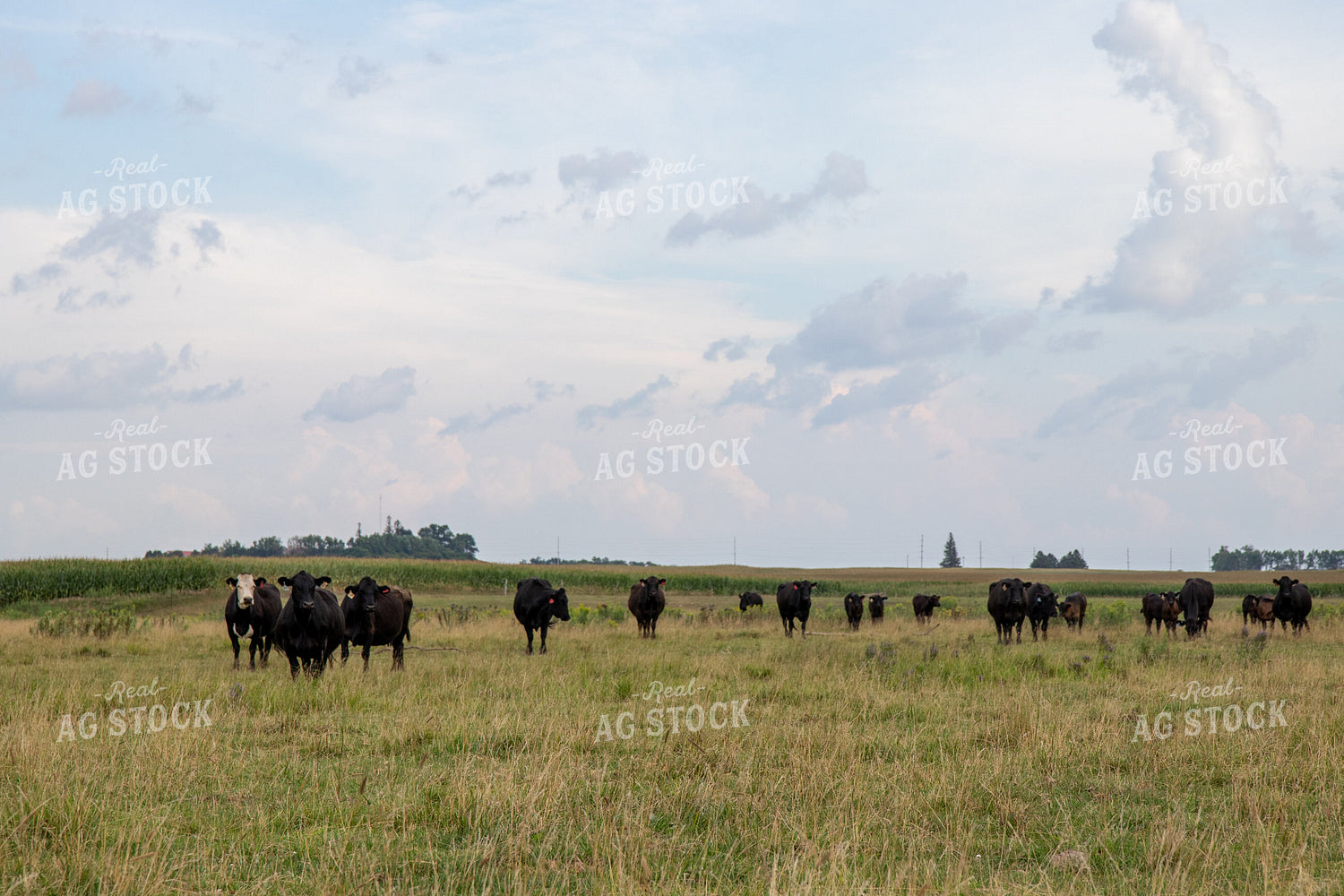 Cattle on Pasture 67472