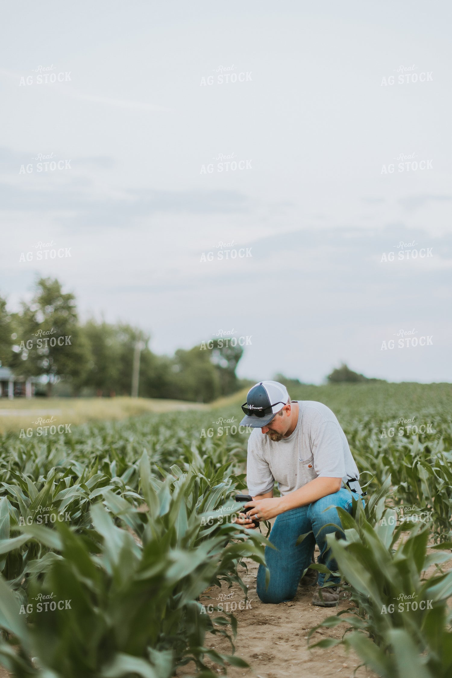 Farmer Takes Picture of Corn Plant 7842