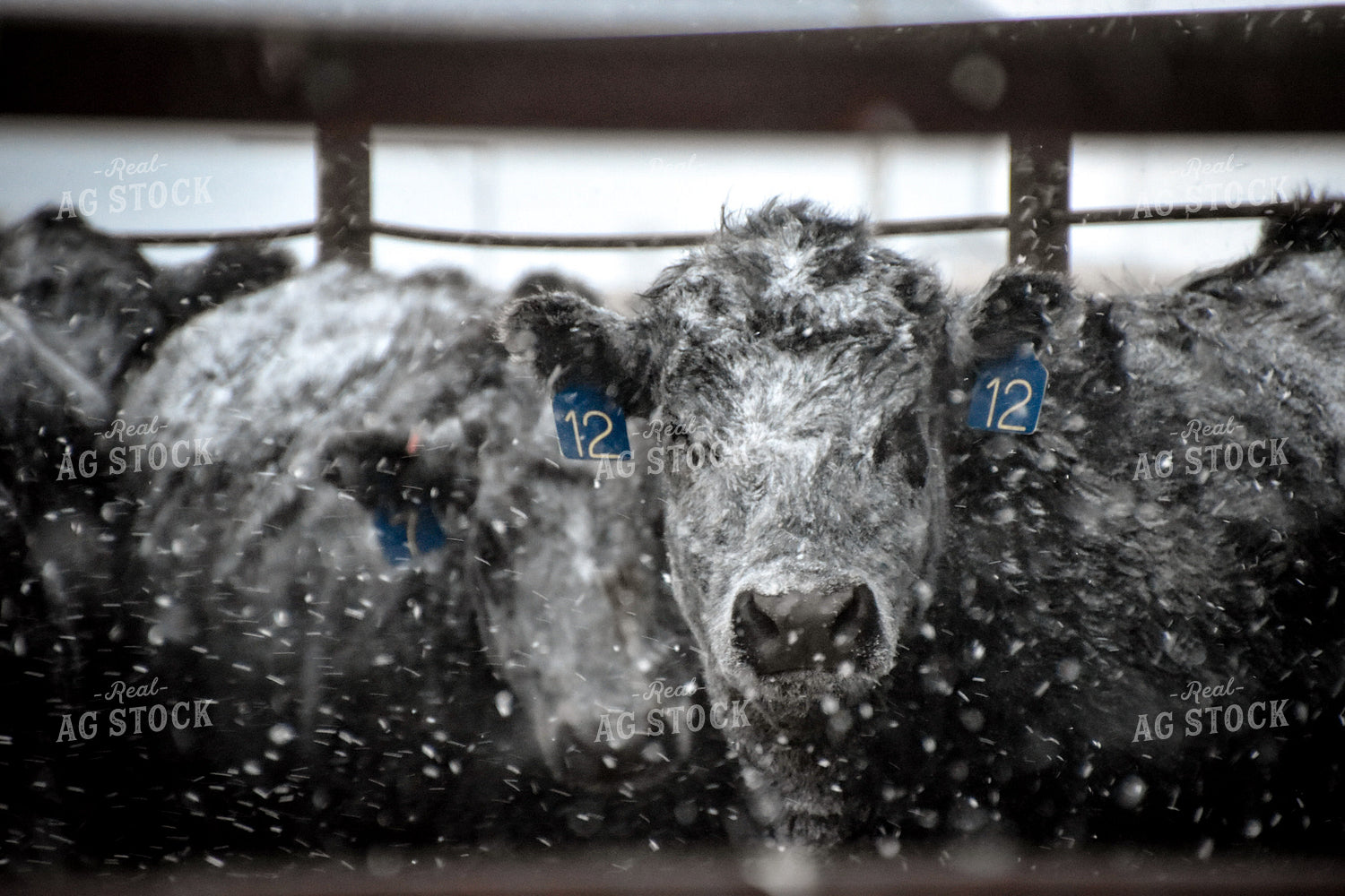 Angus Cattle in Pen in Snow 56252