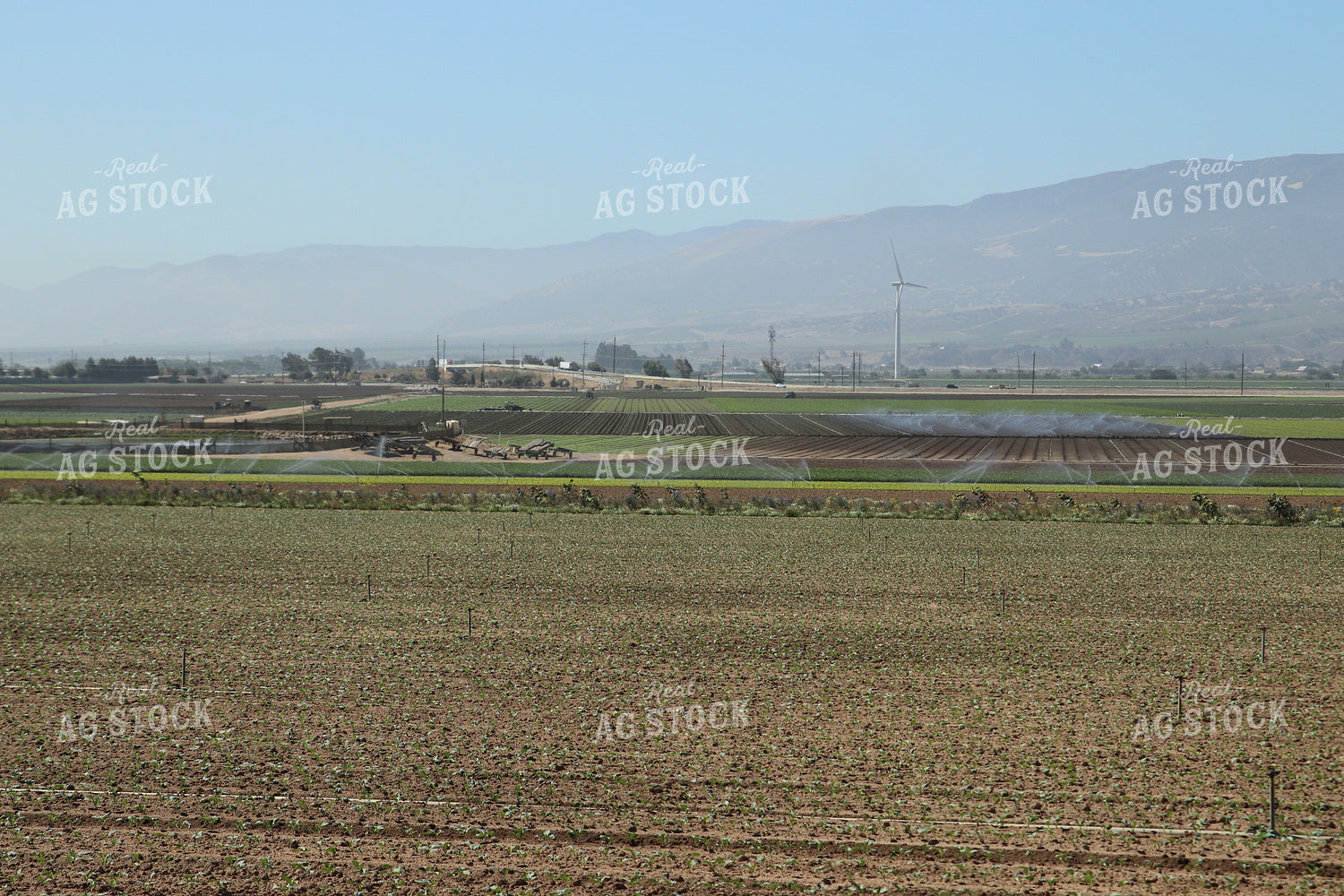 Artichoke Field 102102