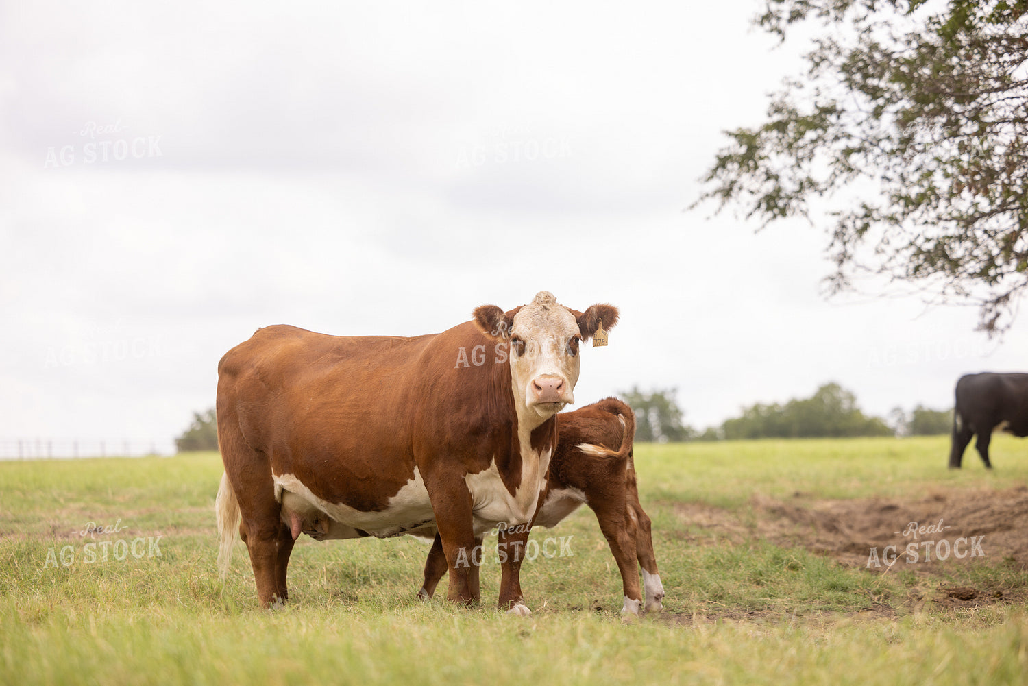 Hereford Cattle 99032