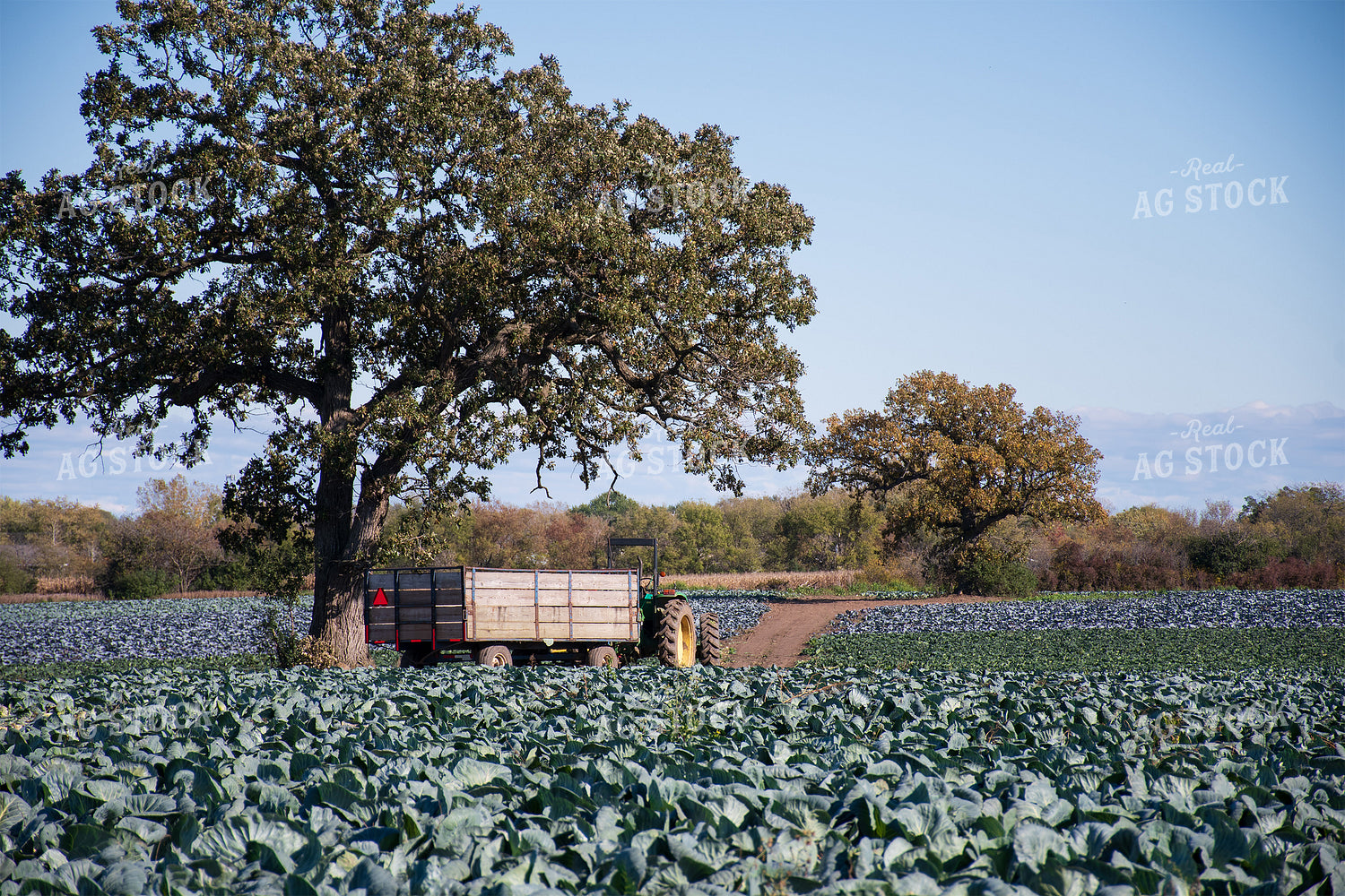 Cabbage Field 50152