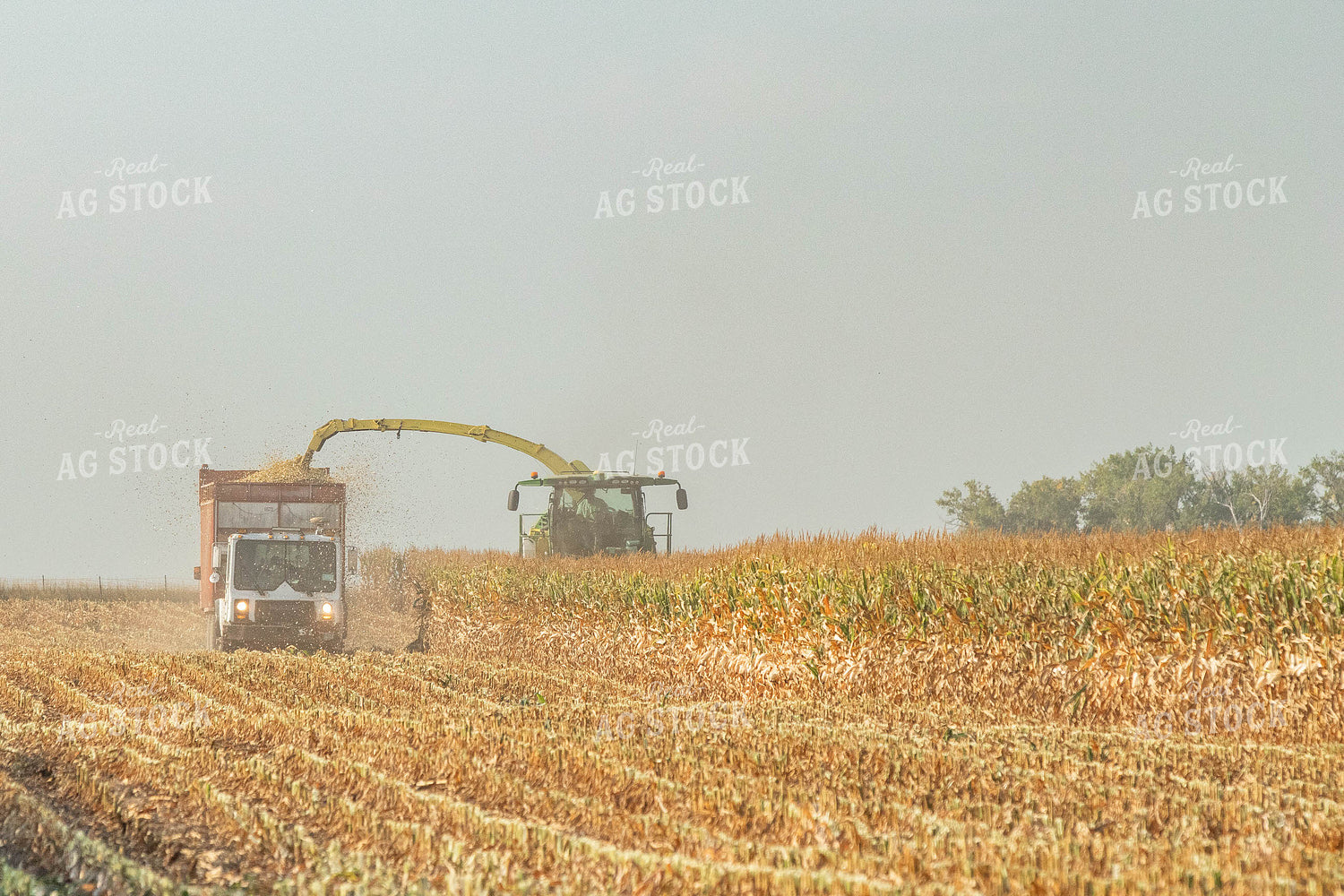 Silage Harvest 72097