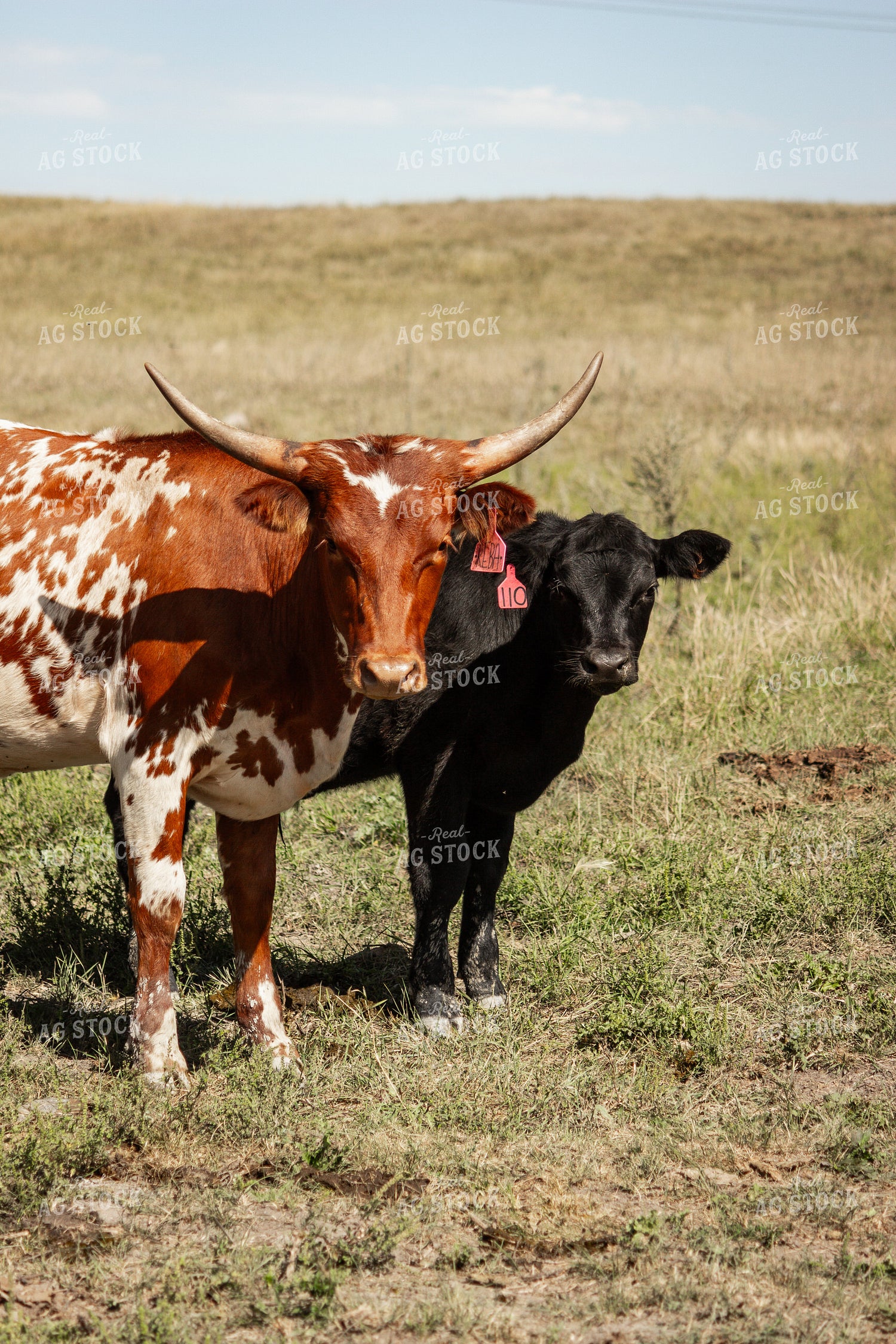 Cattle 155072