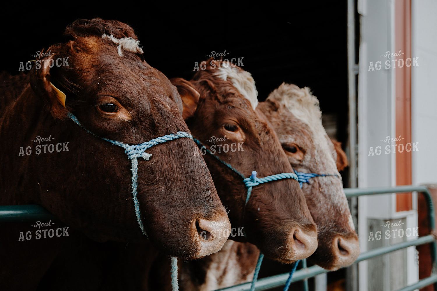 Cattle in Farmyard 116004