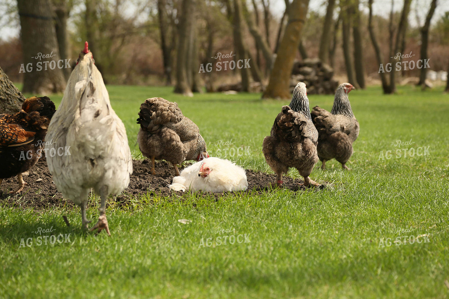 Free Range Chickens 161139