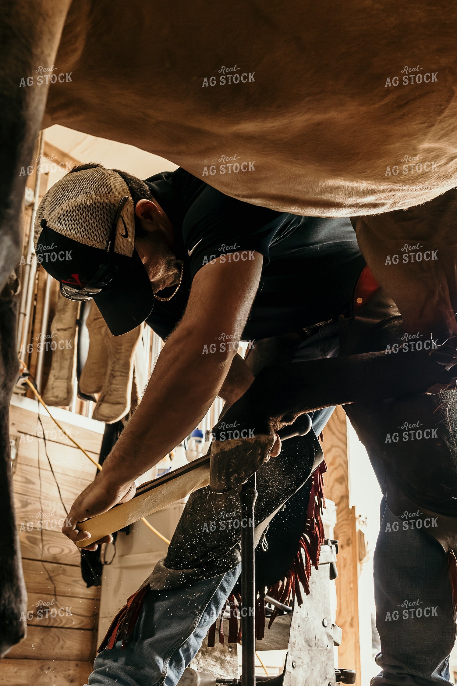 Farrier Trimming Hooves 52701