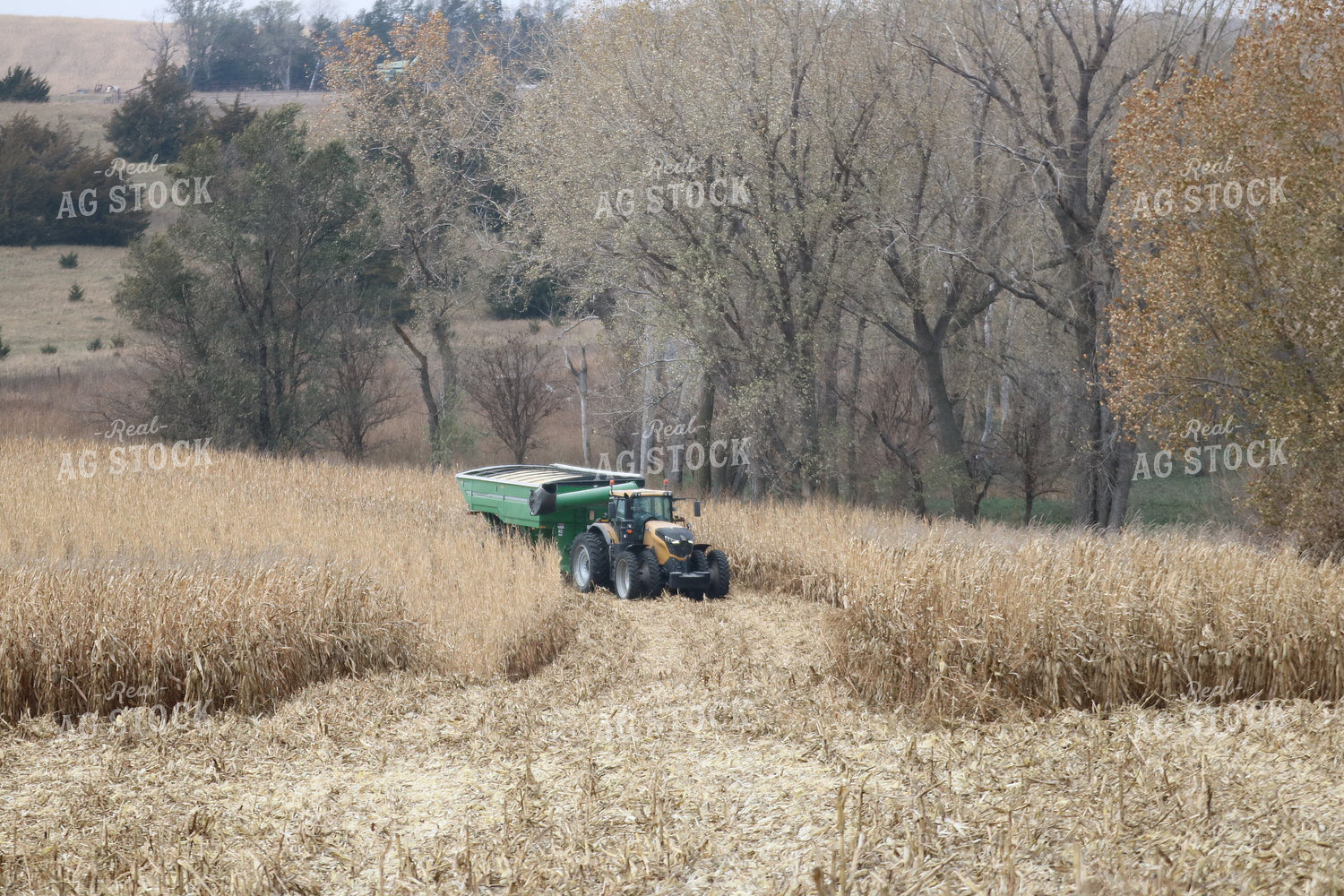 Grain Cart Driving in Corn Field 82025