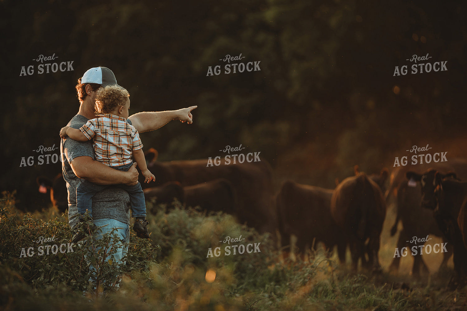 Farm Family with Cows in Pasture 3190