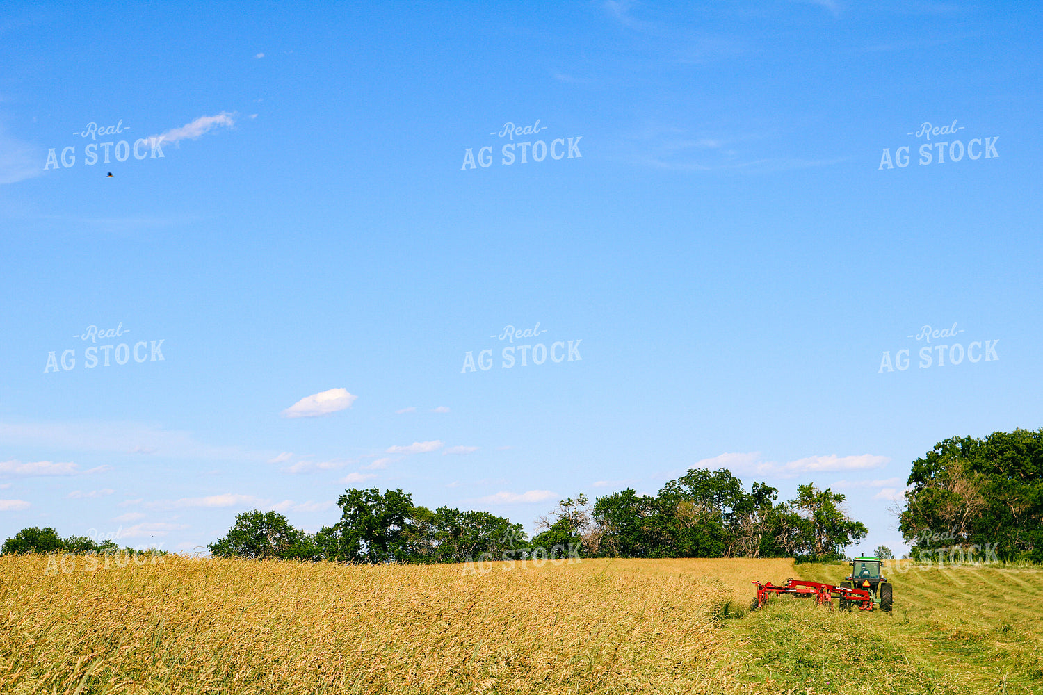 Mowing Hay 214032