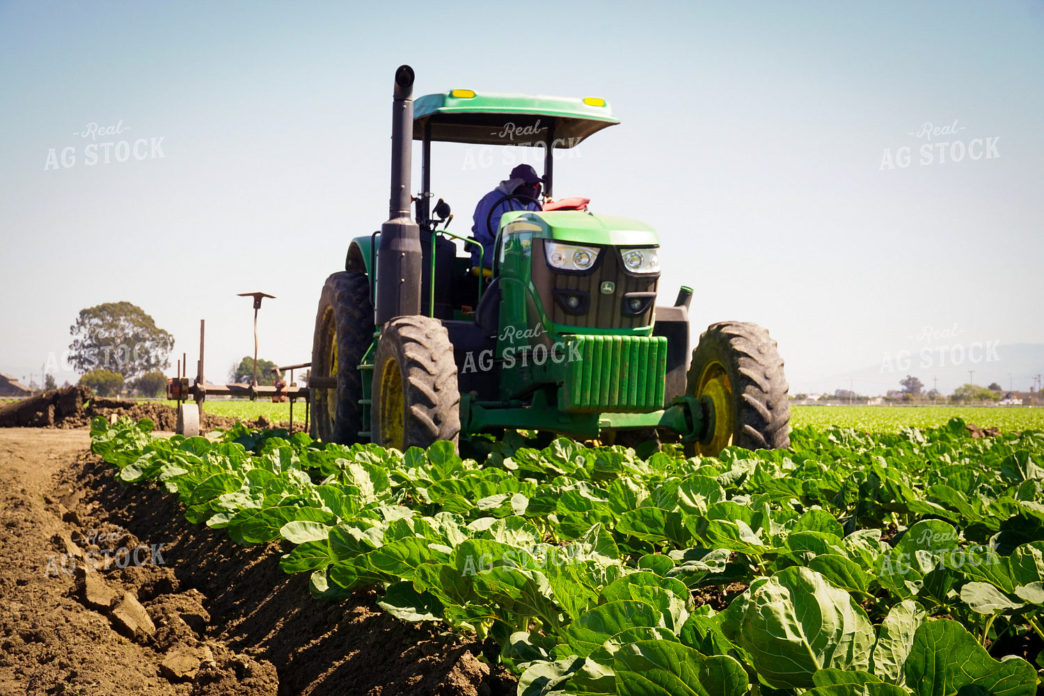 Working Lettuce Field 148011
