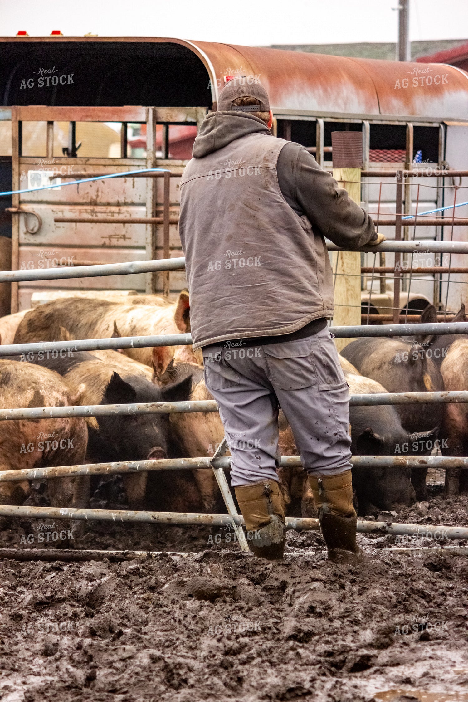 Moving Pigs 155108