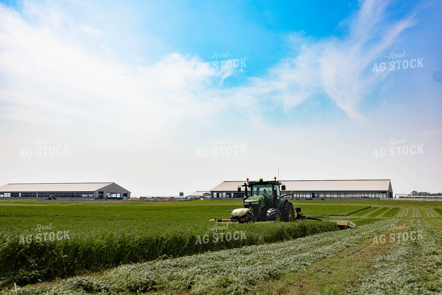 Cutting Hay 152001