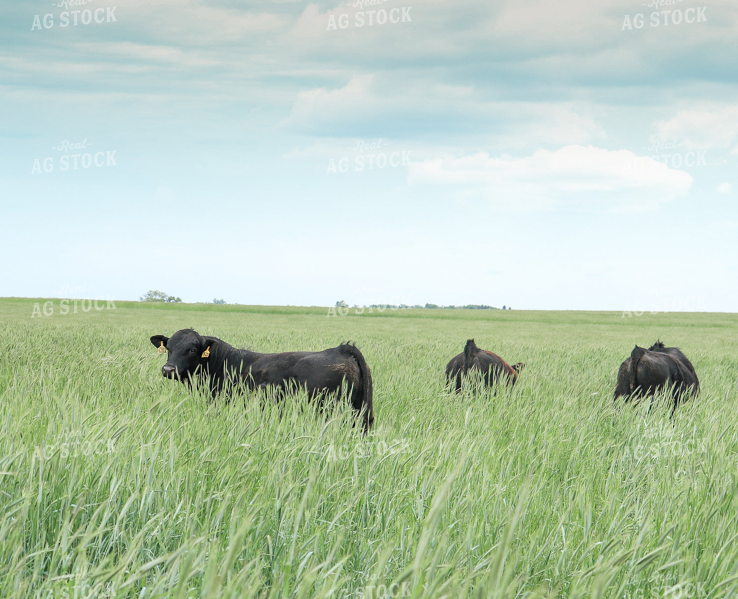 Angus Cattle in Pasture with Tall Grass 72001