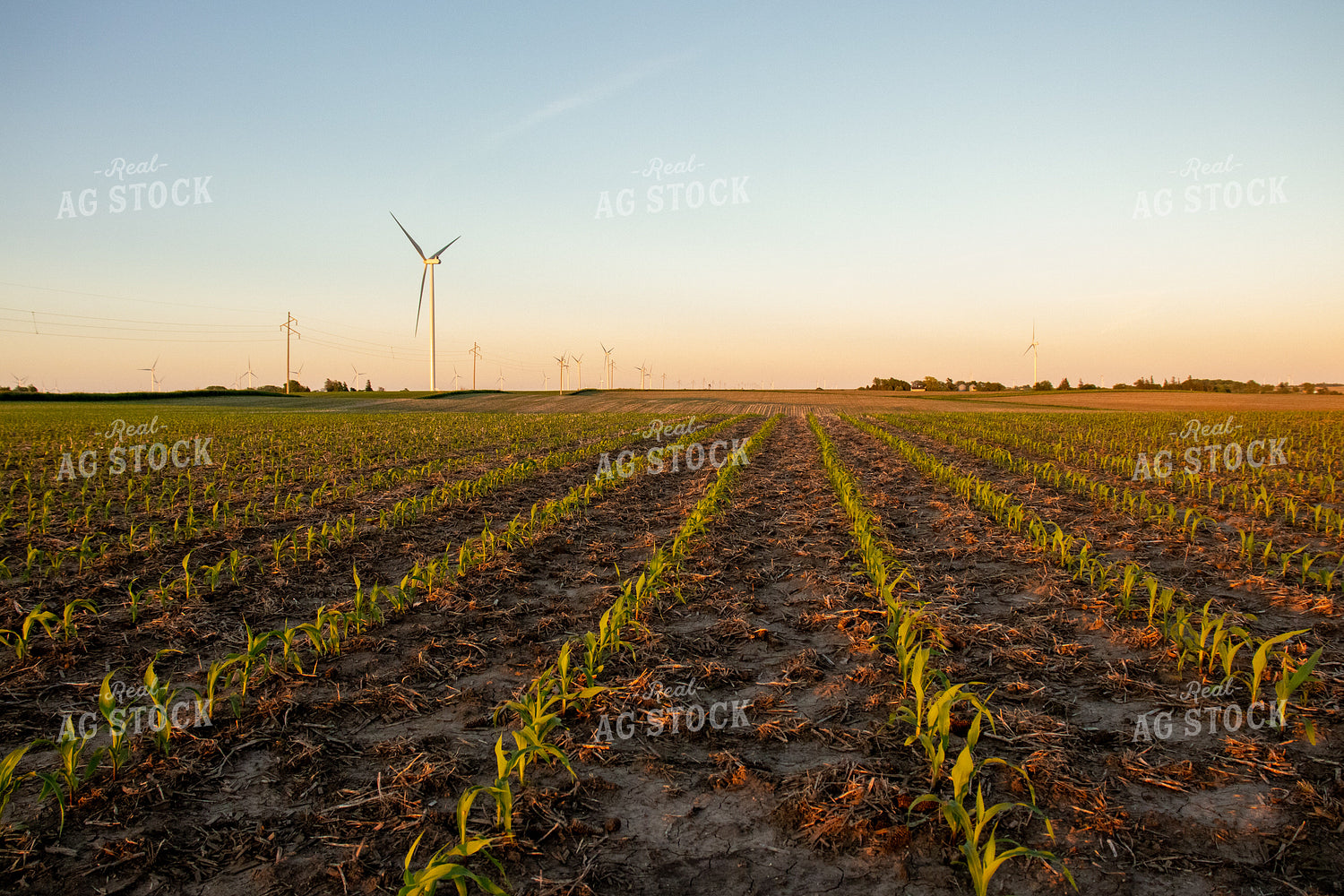 Corn Field with Windmills 67115