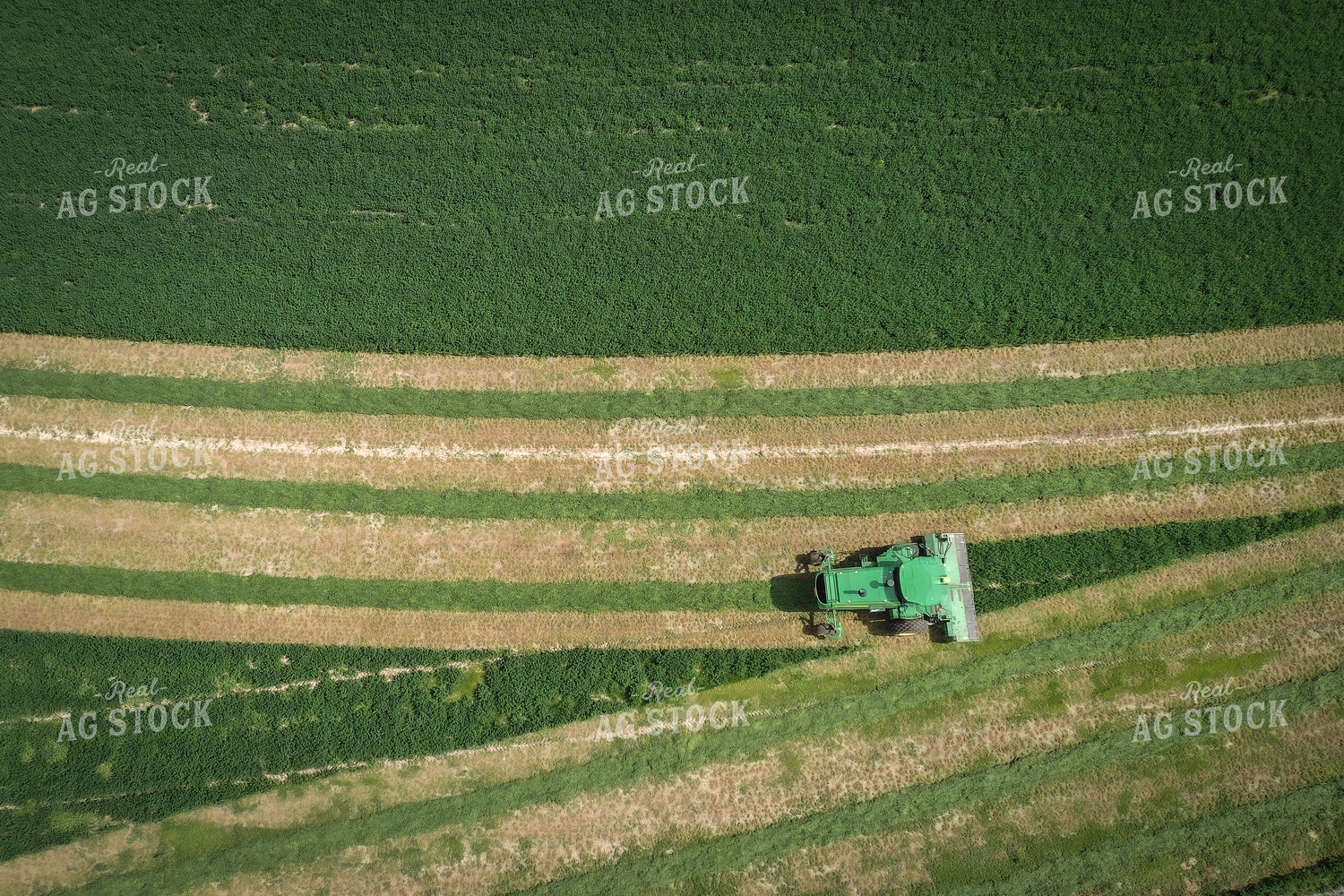 Cutting Alfalfa Hay 56019