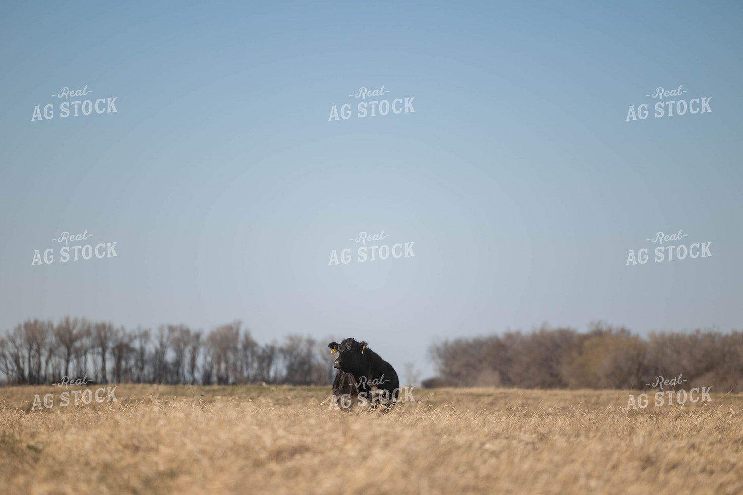 Cattle on Cornstalks 72167