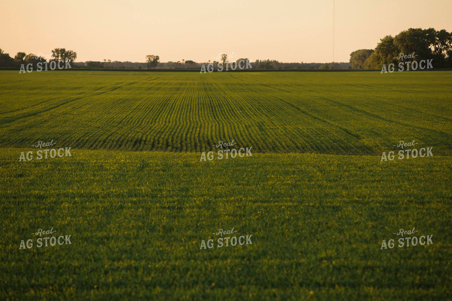 Green Wheat Field 5440