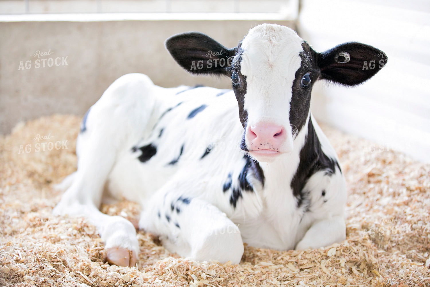 Holstein Calf 55122