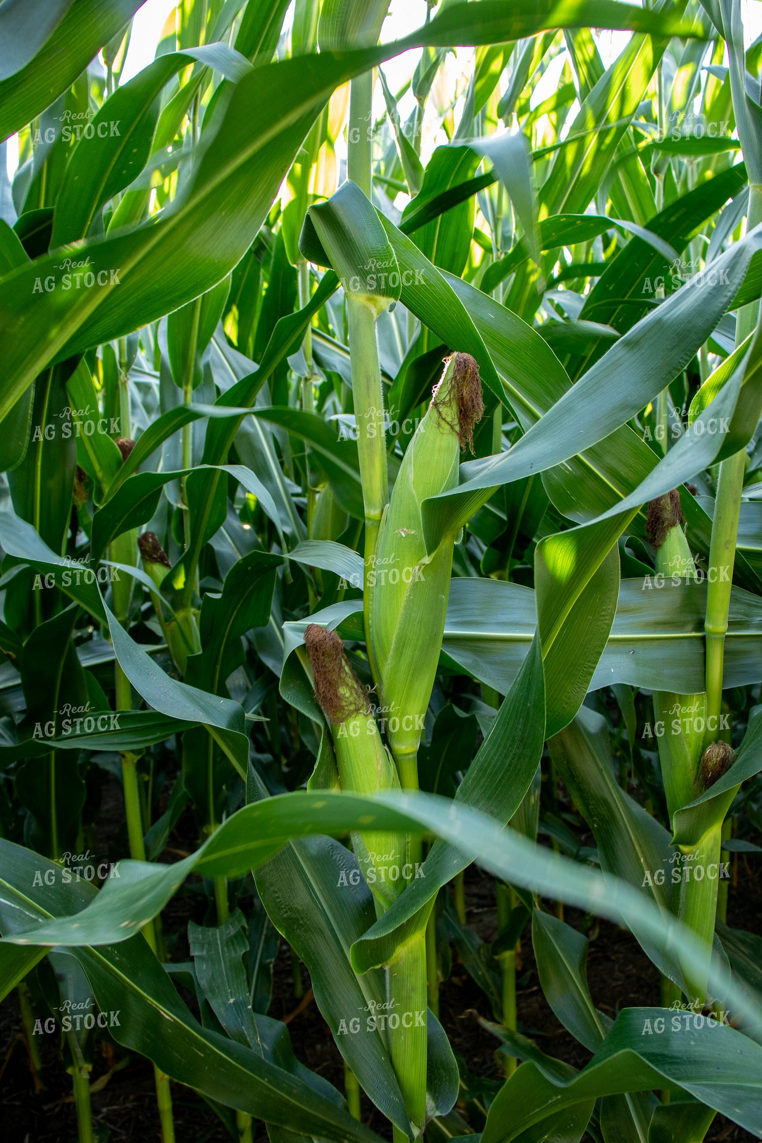 Green Corn Field 67135