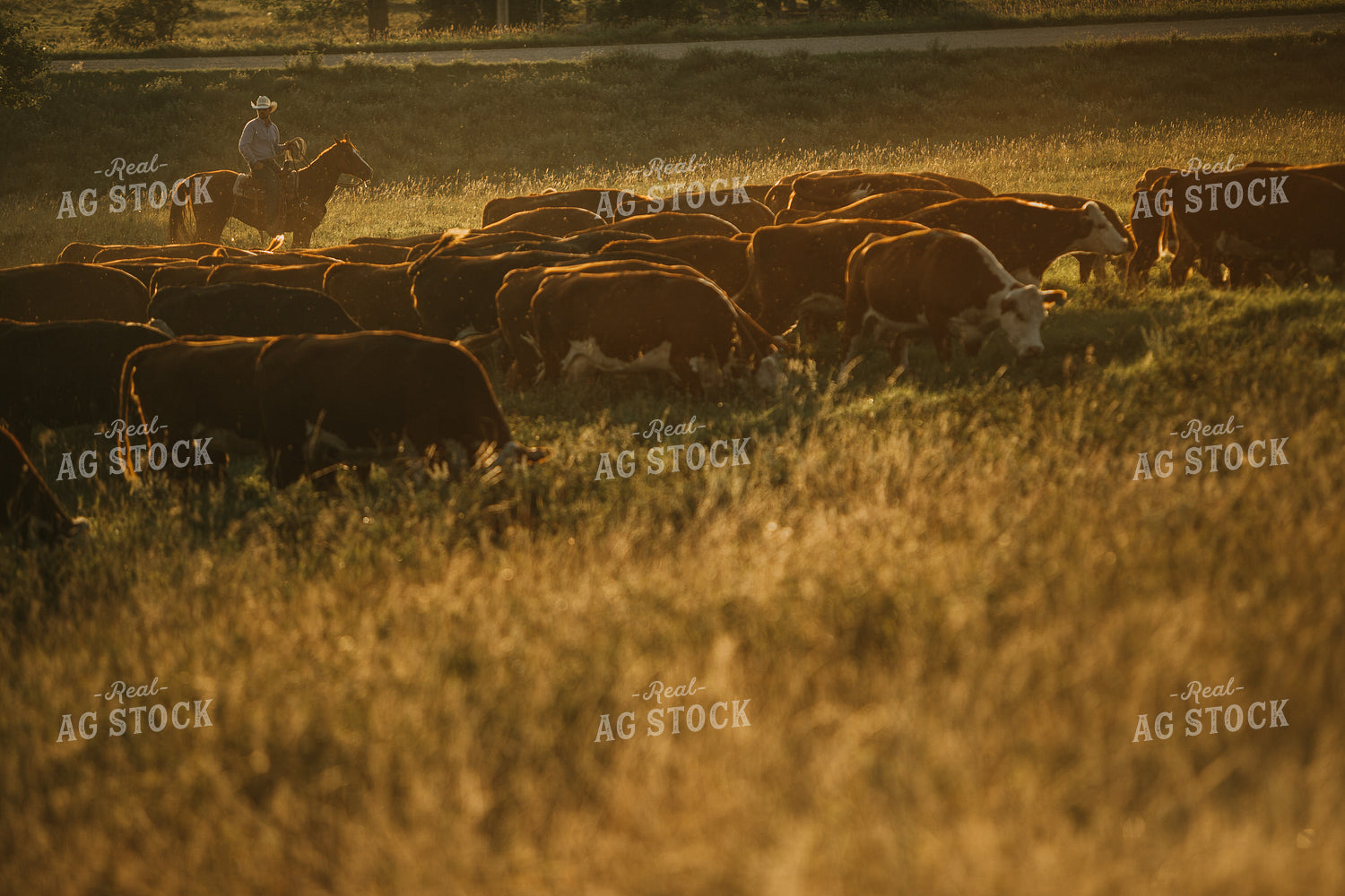 Rancher and Cattle in Pasture 6411