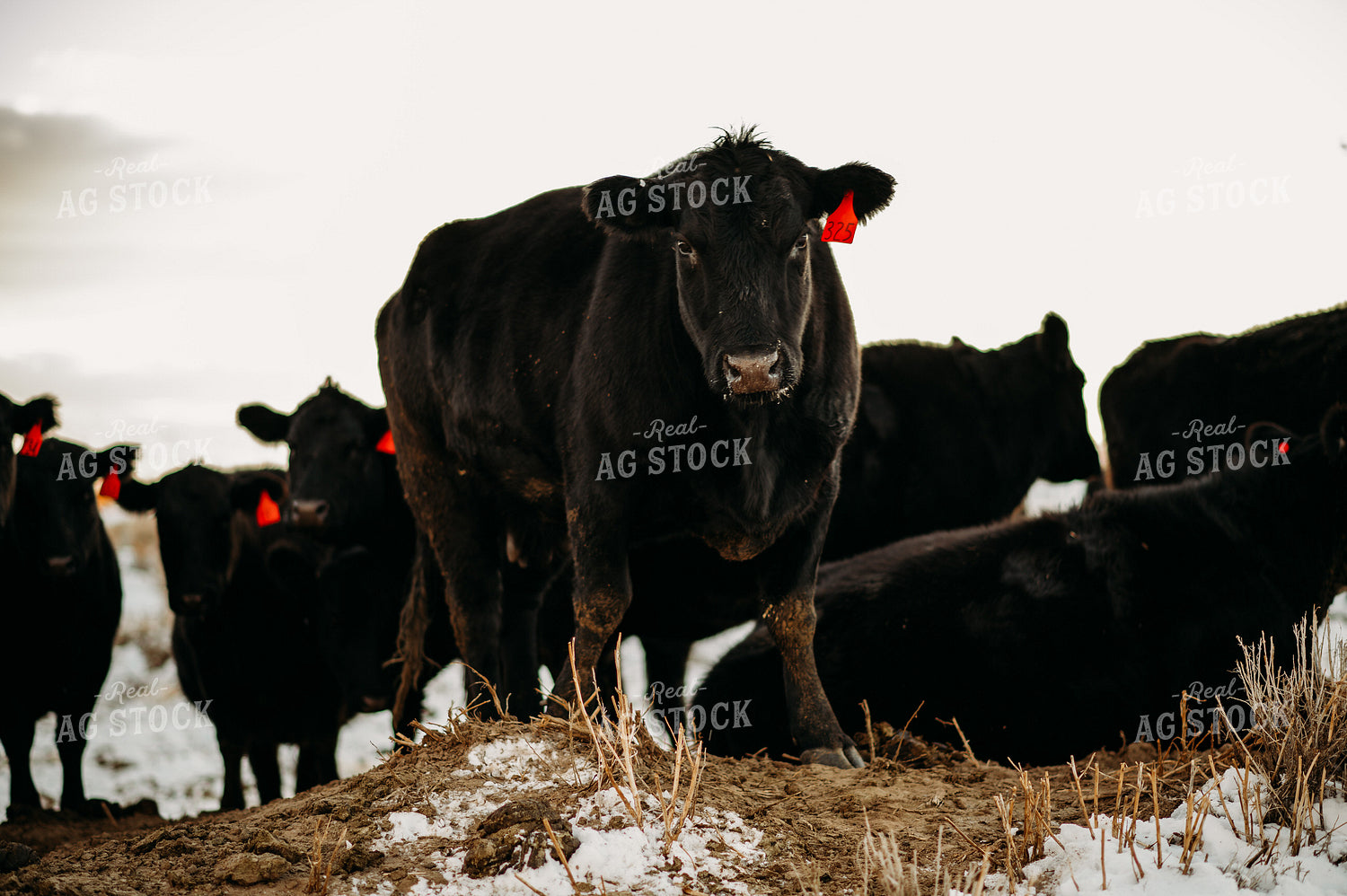 Cattle in Snowy Pasture 54043