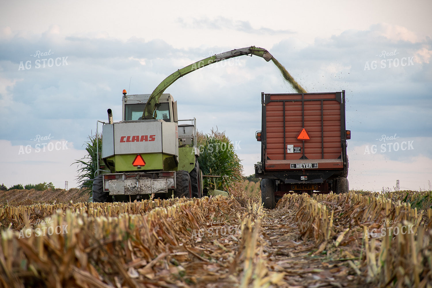 Silage Harvest 50243