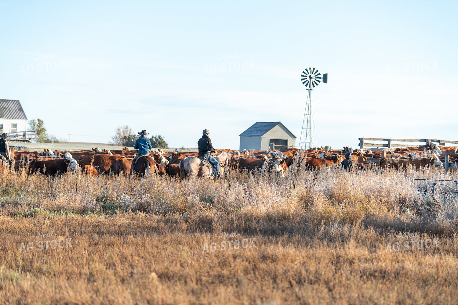 Herding Cattle 212021