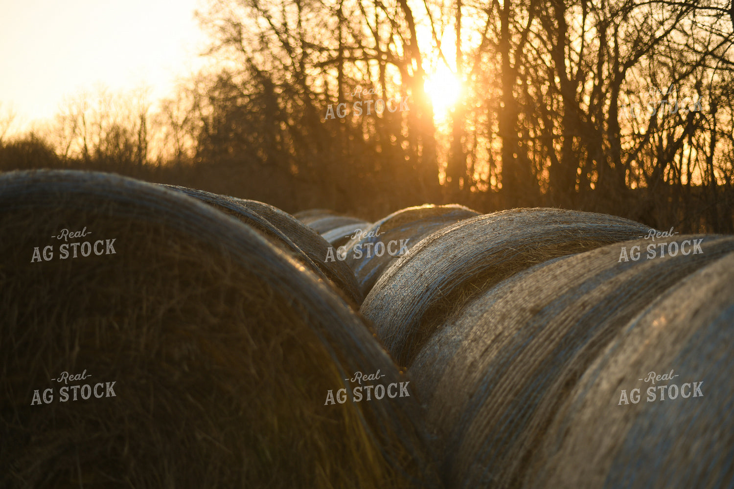 Hay Bales 191018