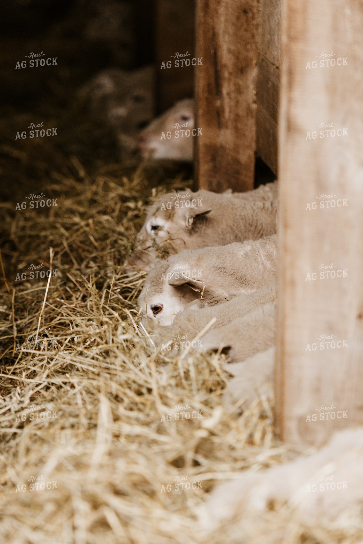 Line of Sheep Eating Straw 68127