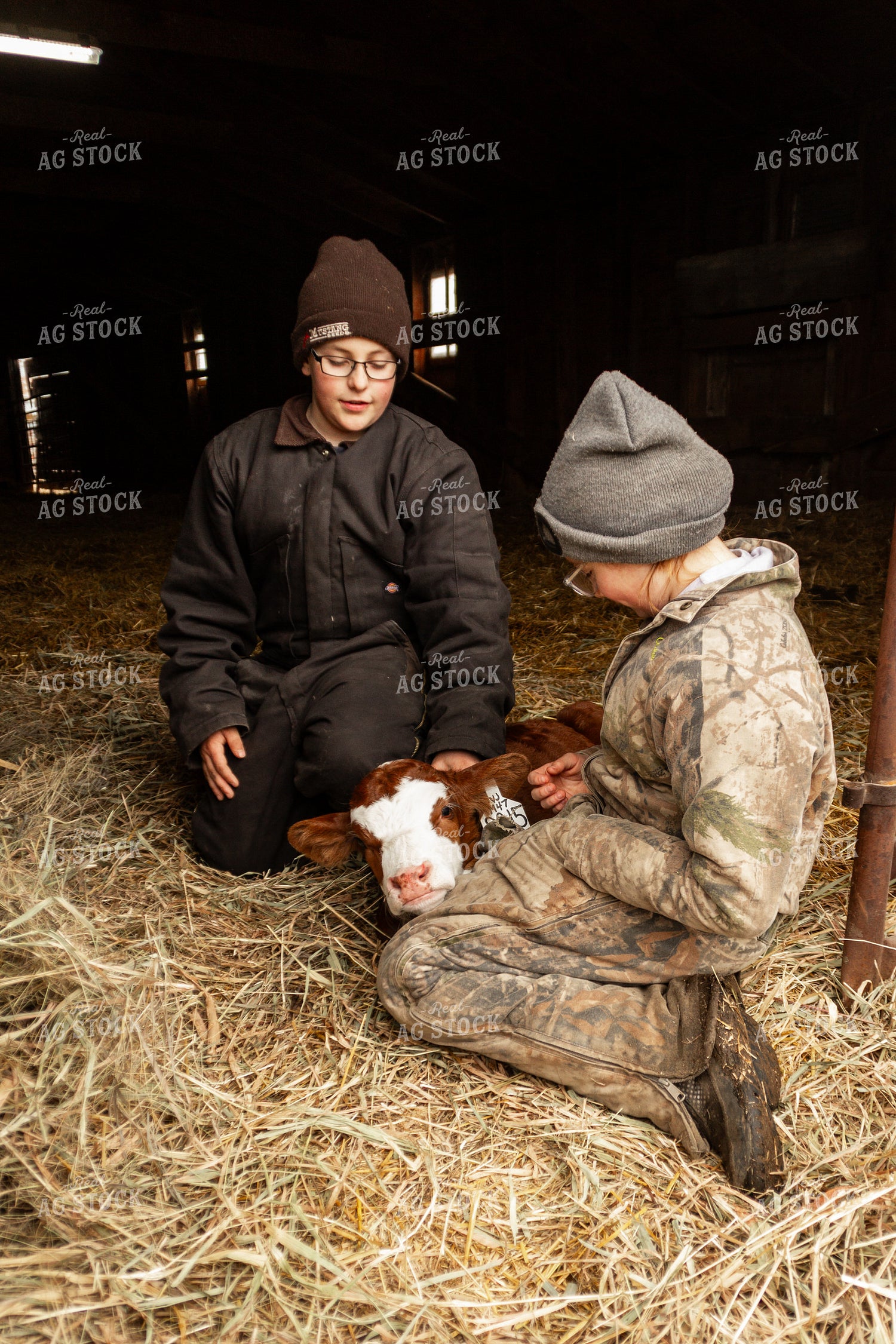Calf with Farm Kids 155115