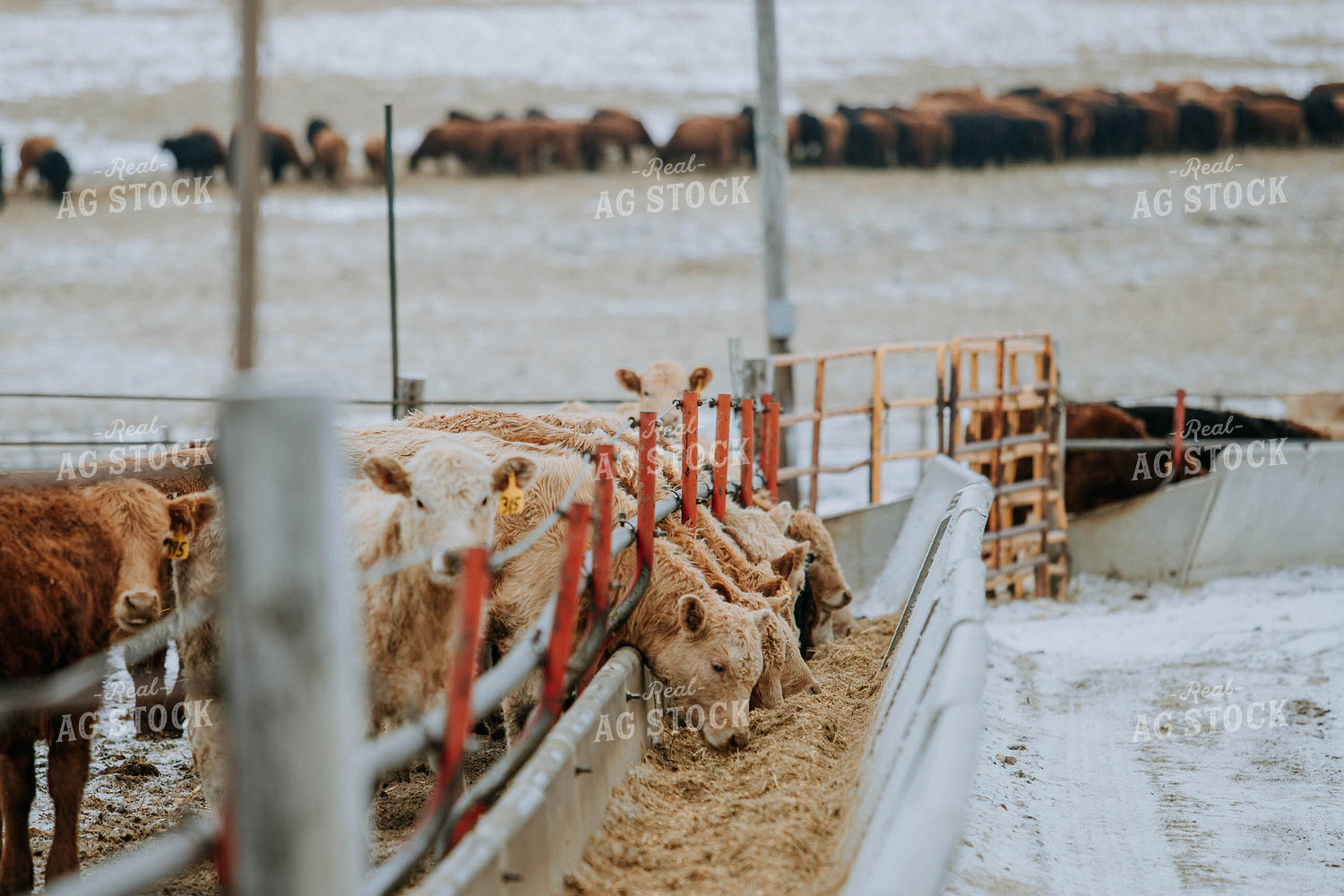 Cows Eating out of Trough 77189