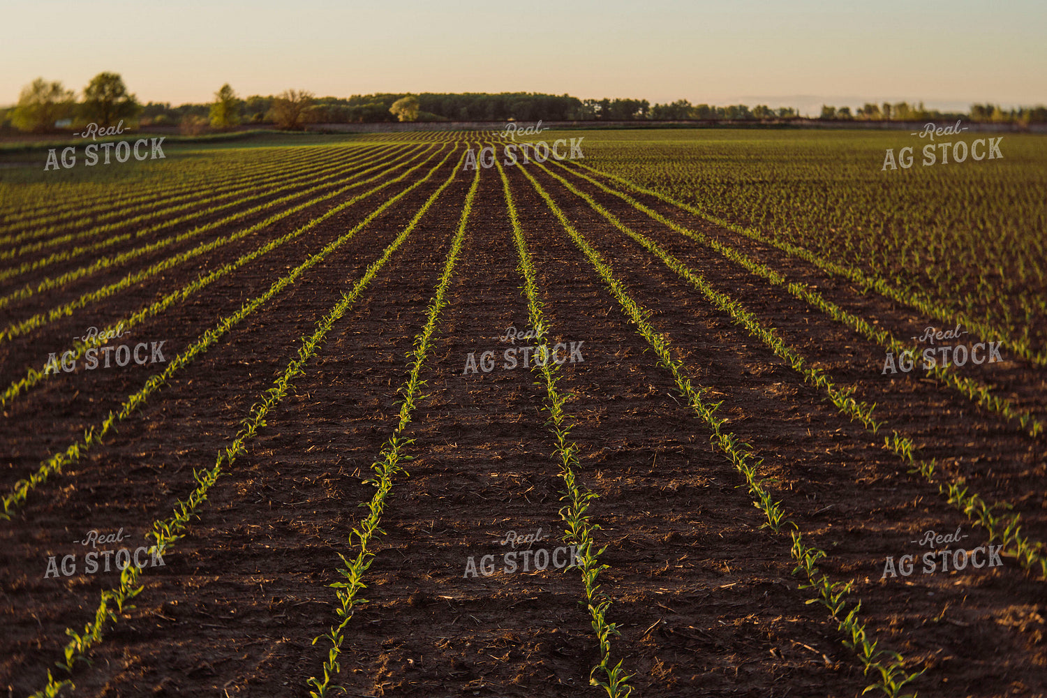 Early Growth Corn 2976