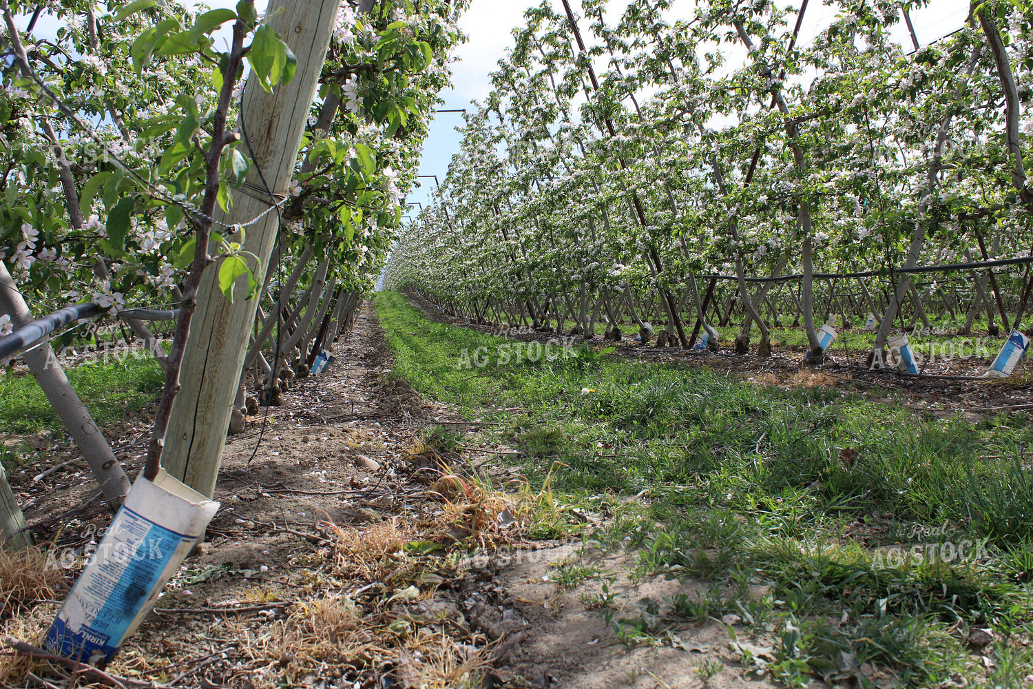 Blossoming Apple Orchard on Trellis 198029