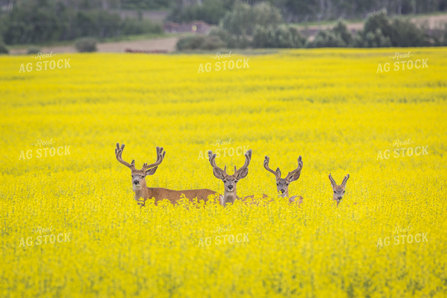 Deer Stand in Flowering Canola Field 138037