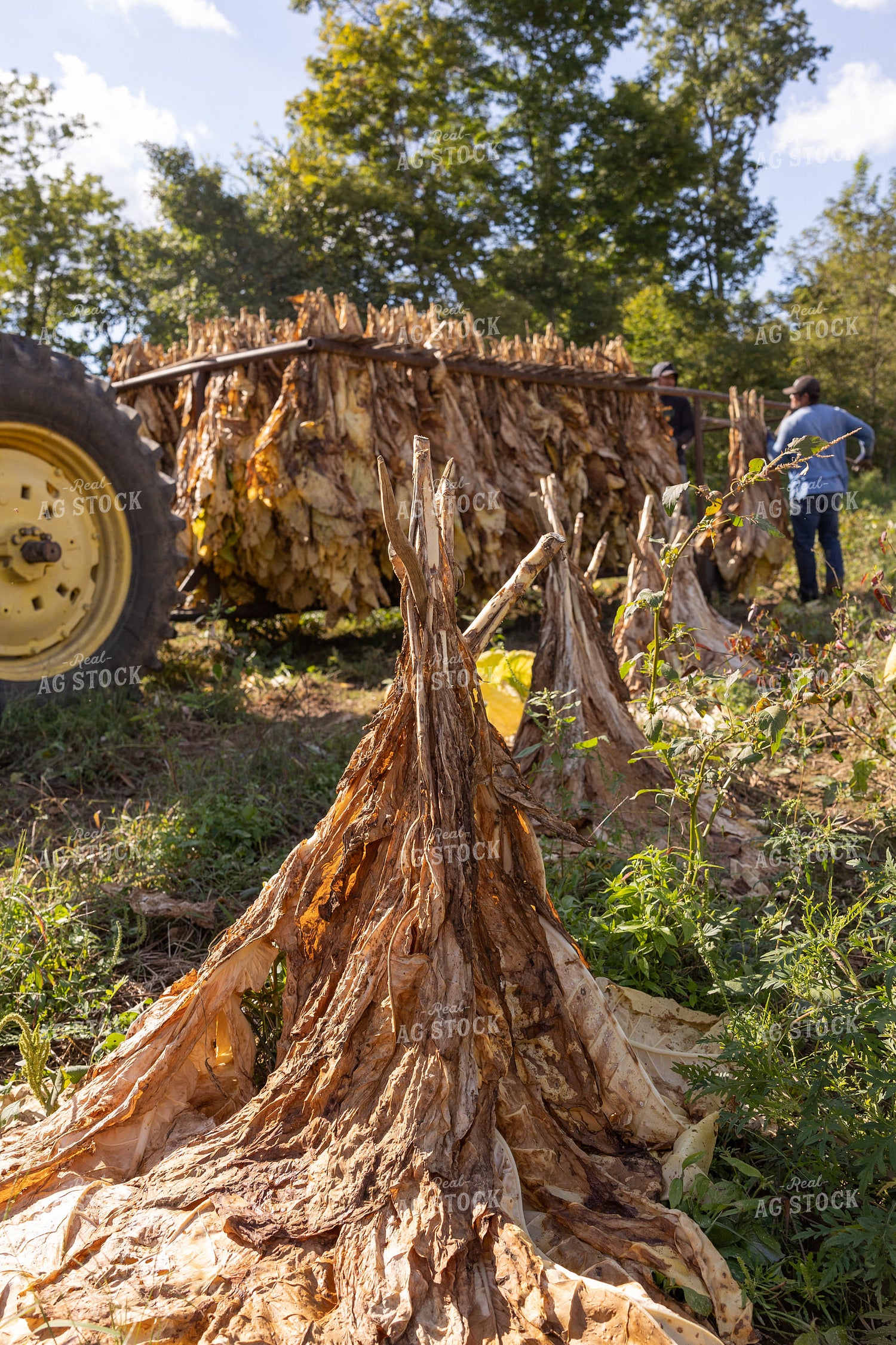 Curing Tobacco in Field 52552