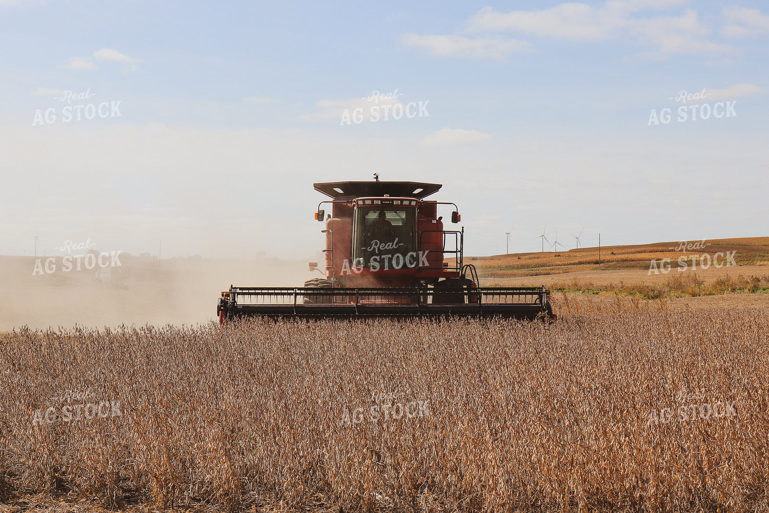 Soybean Harvest 67004