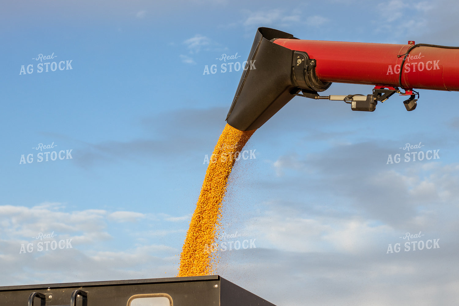 Augering Corn out of Combine 67176